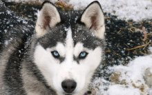 siberian wolf up close.jpg